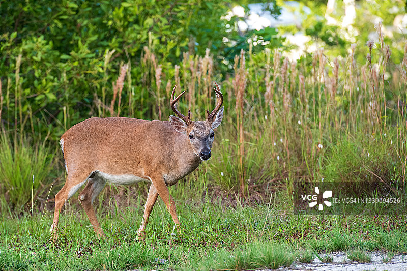 Key 鹿的凝视图片素材