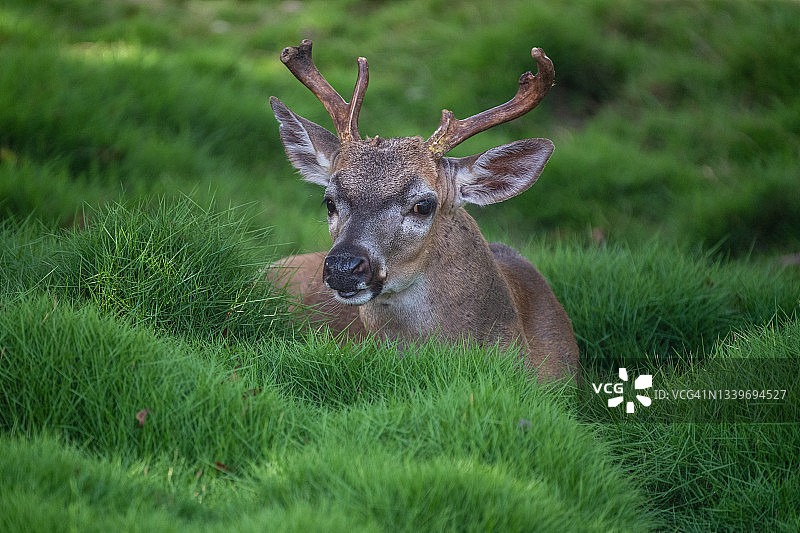 阴影中的小 Key 鹿图片素材
