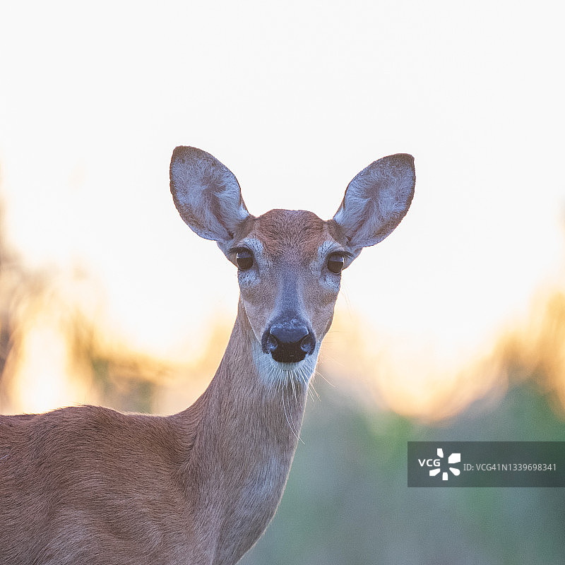 佛罗里达州白尾鹿日出图片素材