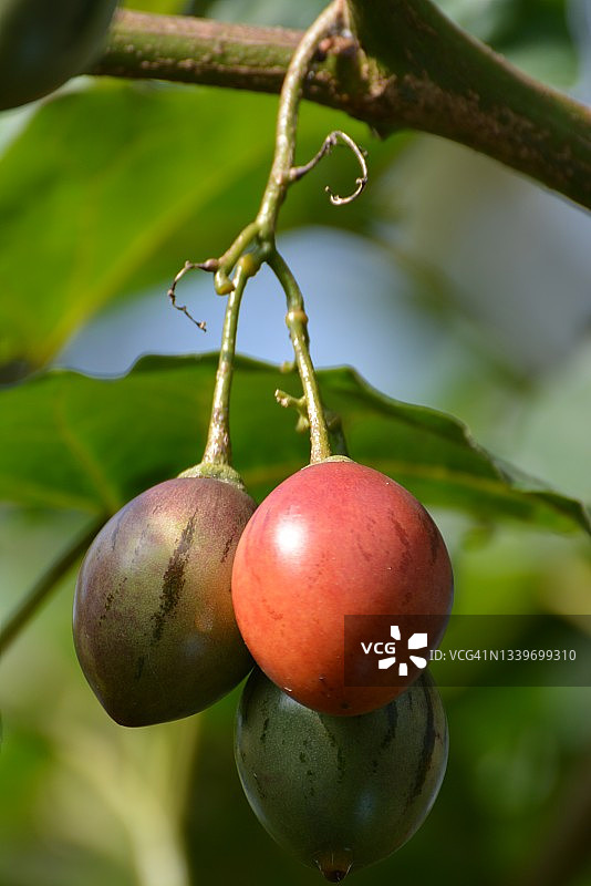 挂在树上的树番茄图片素材