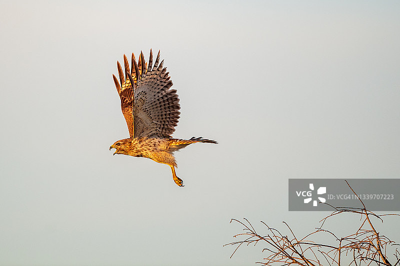 红肩鹰的黎明鸣叫图片素材