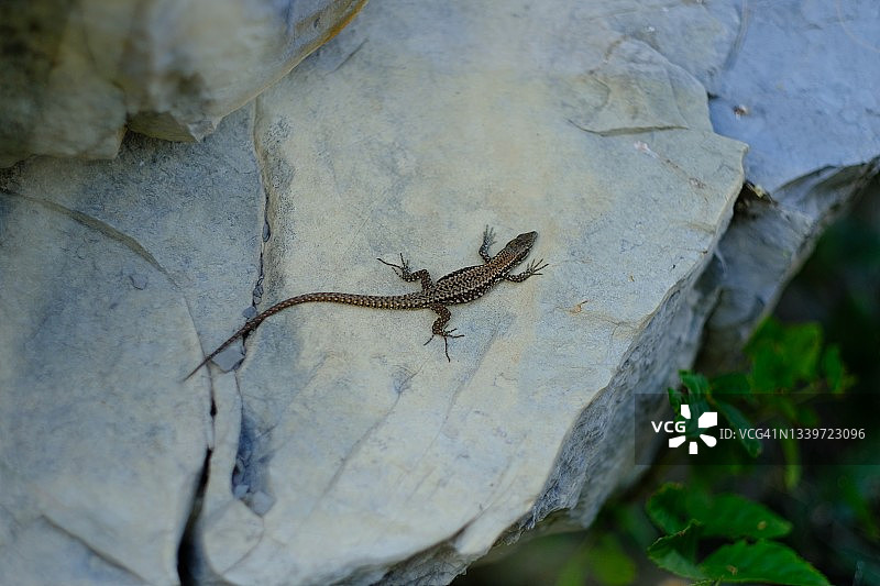 石头上的绿色蜥蜴图片素材