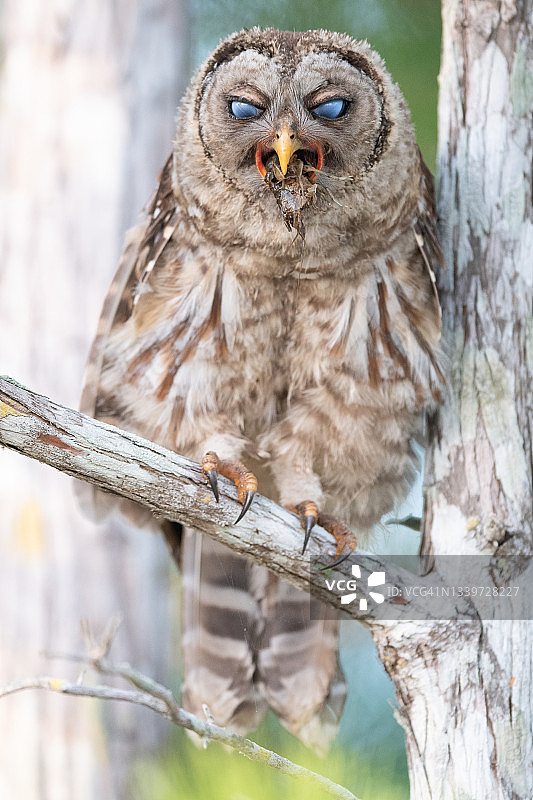 横斑林鸮图片素材