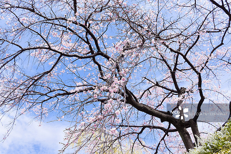 哭泣的樱花图片素材