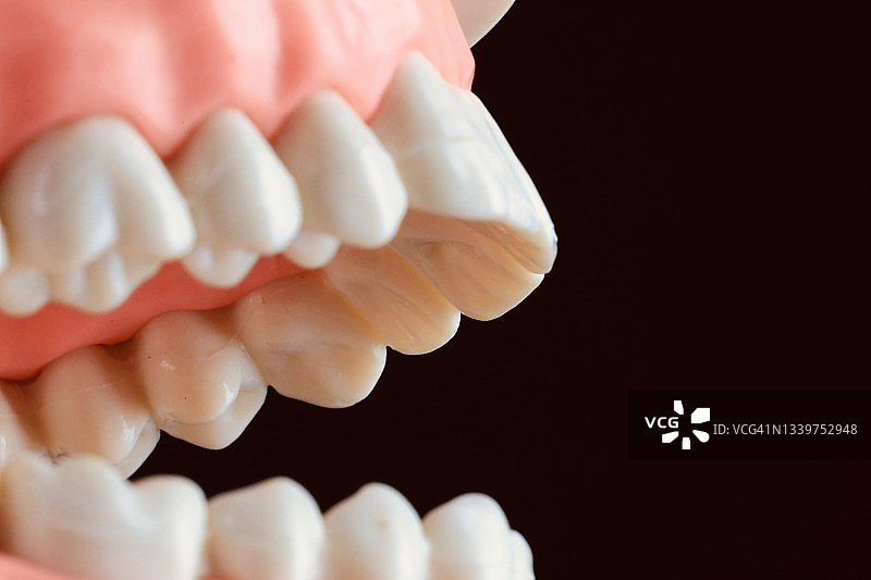 牙齿模型图片素材