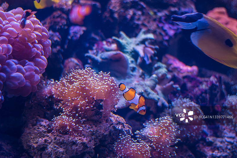 泰国安达曼海珊瑚和鱼类特写图片素材