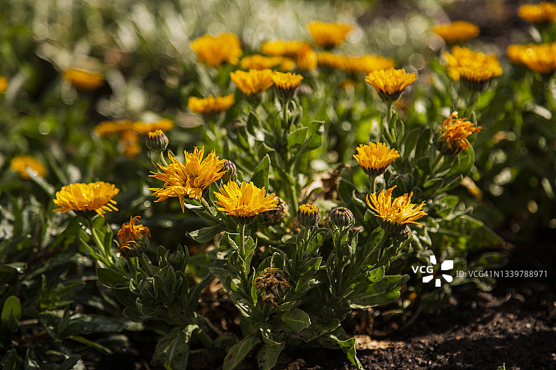 金盏花上的鲜艳黄色花朵图片素材