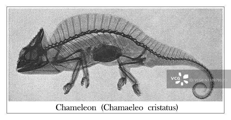 变色龙X光古老版画插图图片素材