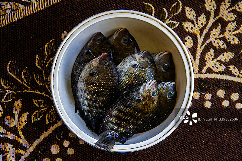 绿眶鱼图片素材