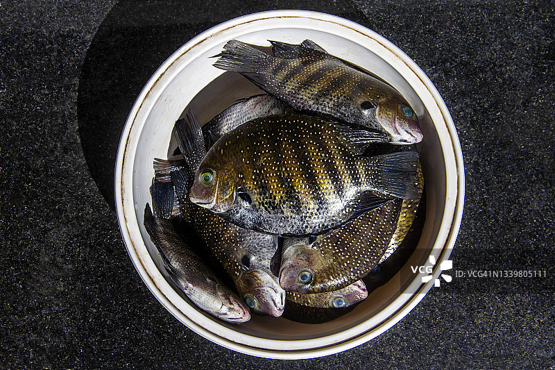 绿眶鱼图片素材