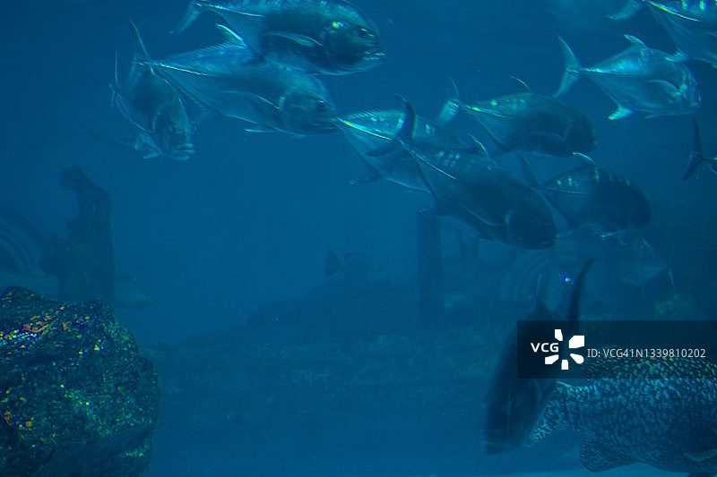 特写：水族箱中的热带鱼图片素材
