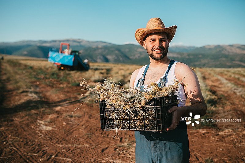 农民在地里抱着一整箱蜡菊图片素材