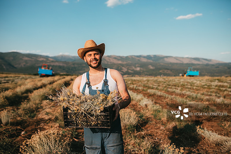 农民在地里抱着一整箱蜡菊图片素材
