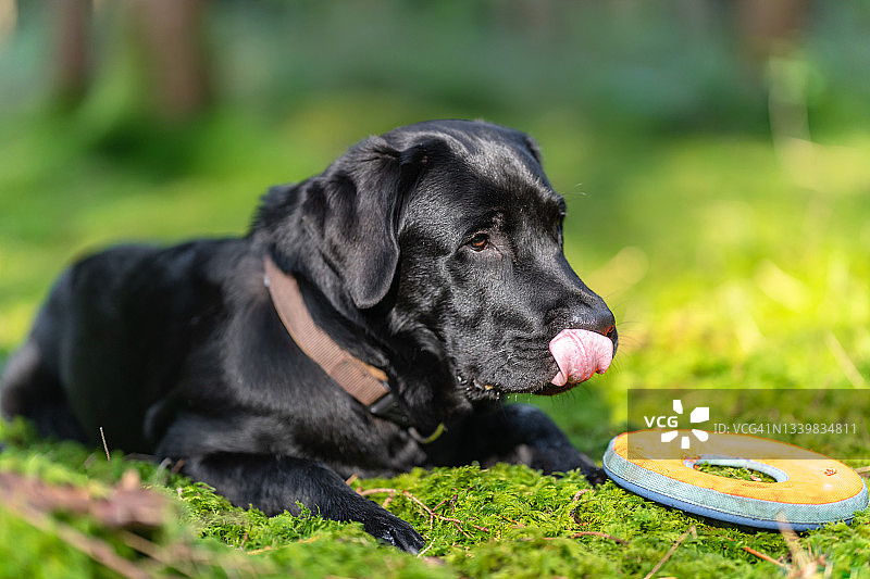 拉布拉多寻回犬图片素材