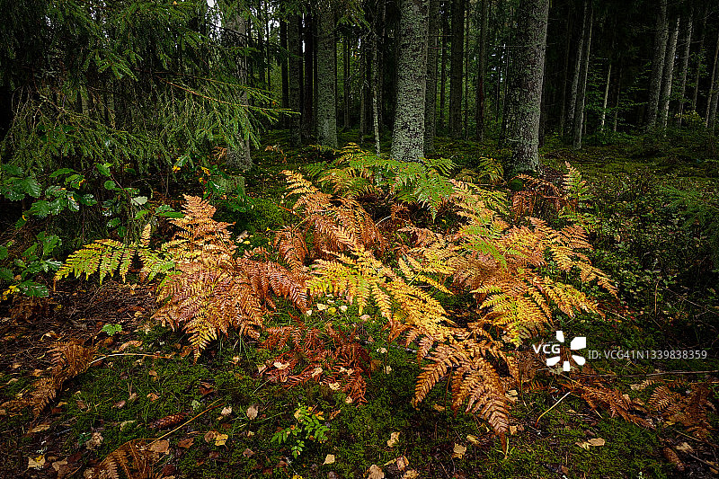 雨后云杉林中的秋色蕨类植物图片素材