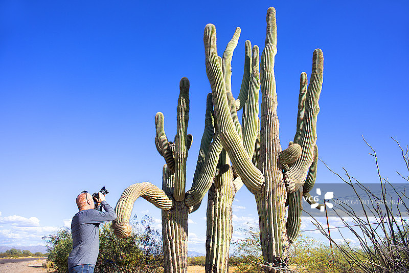 男人拍摄大型仙人掌图片素材