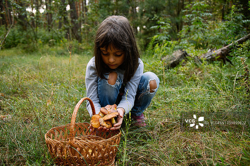 采摘新鲜食用蘑菇的可爱女孩图片素材