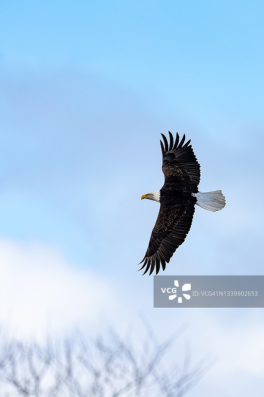 翱翔的雄鹰图片素材