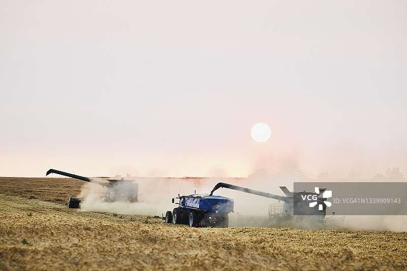 夏日傍晚联合收割机装载小麦广角拍摄图片素材