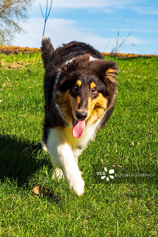 六个月大的三色粗毛柯利犬在草地上小跑图片素材