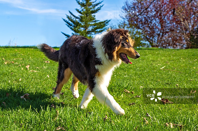 六个月大的三色粗毛柯利犬在草地上小跑图片素材