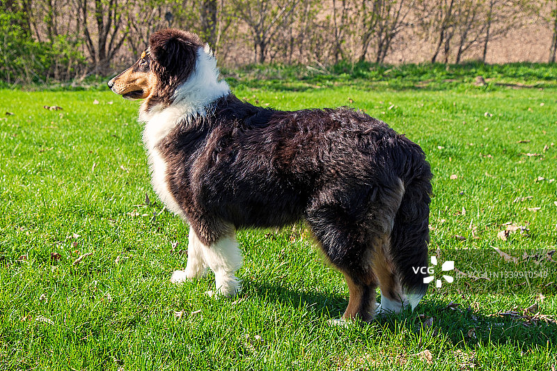 六个月大的三色粗毛牧羊犬在草坪上图片素材