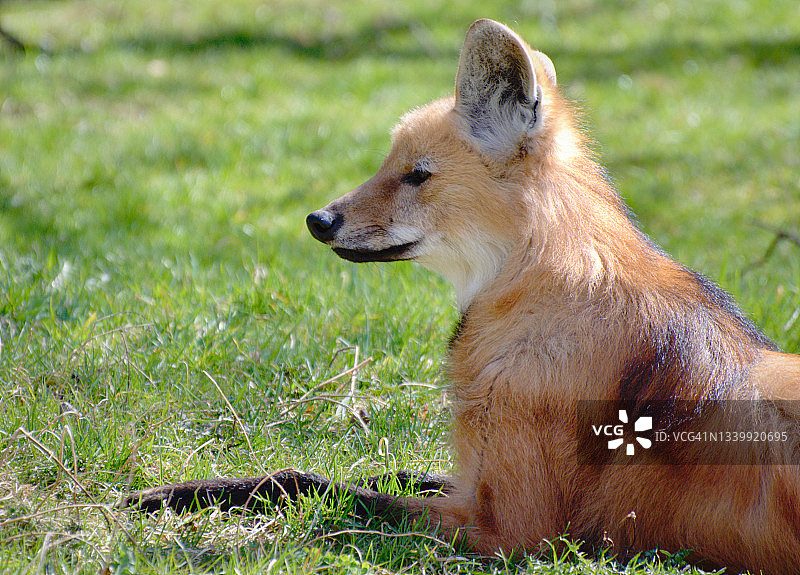 鬃狼侧面肖像图片素材
