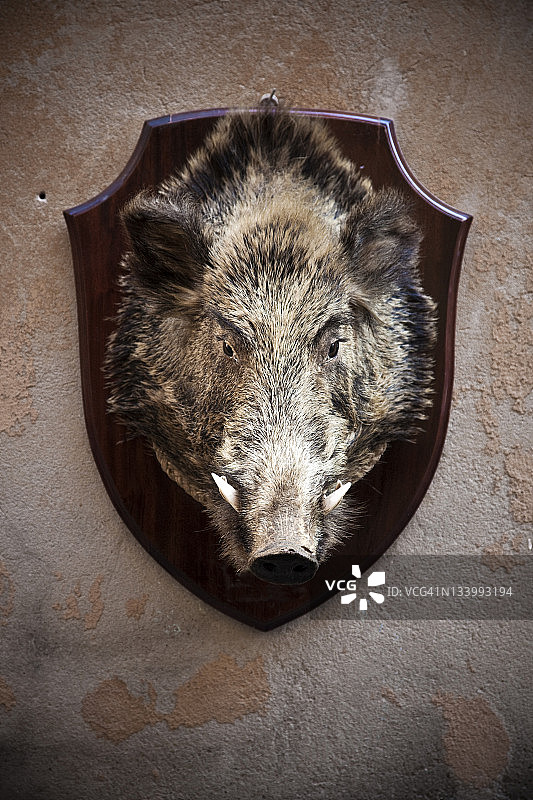 野猪头狩猎战利品图片素材