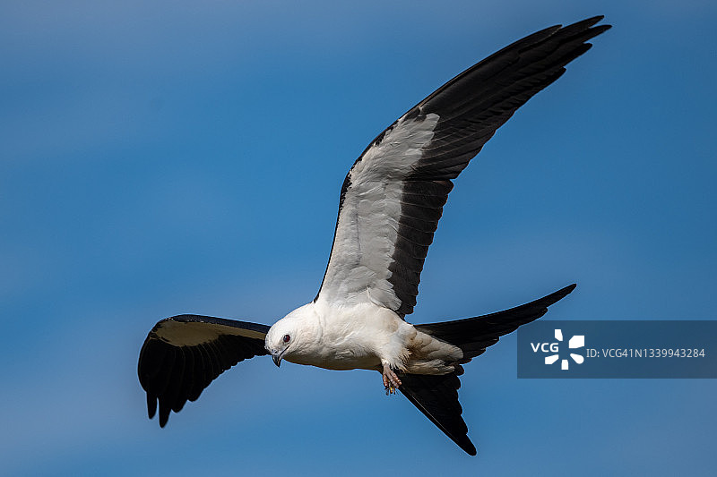 燕尾鸢翱翔图片素材