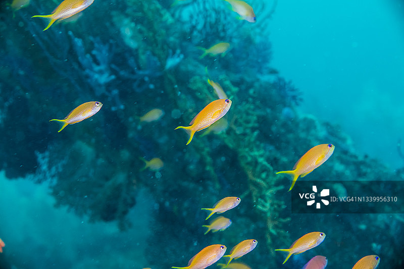 在蓝色海水中逆流而上的金花鲈鱼群图片素材