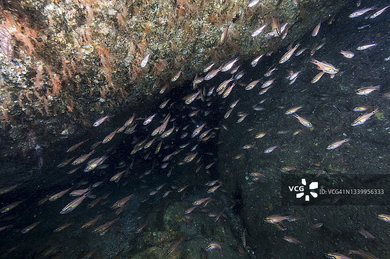 日本三重县尾鹫市水下洞穴中游泳的天竺鲷鱼群图片素材
