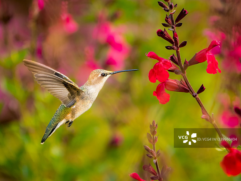 黑颏蜂鸟图片素材