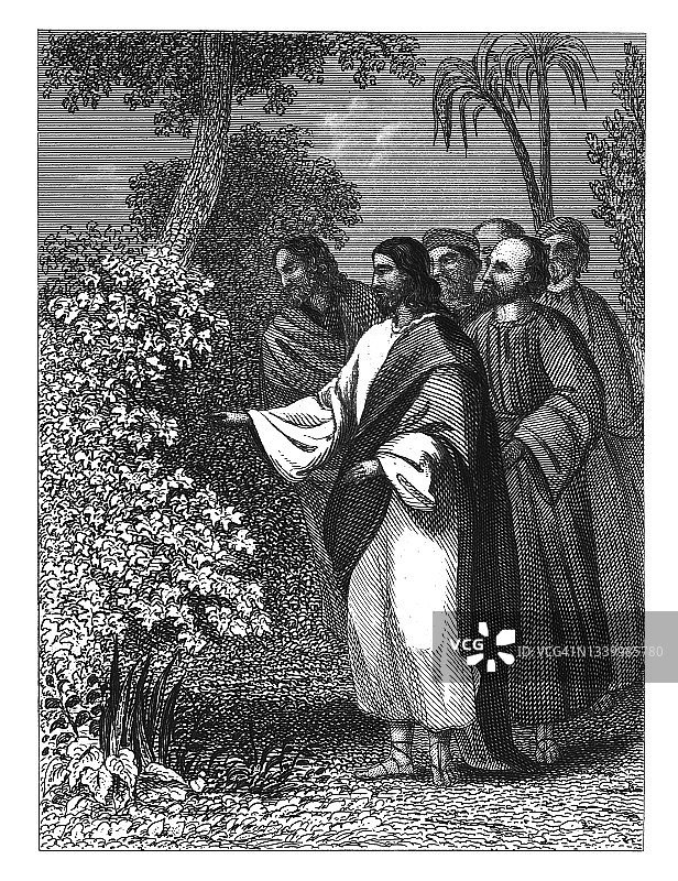 基督诅咒无花果树的古老版画插图图片素材