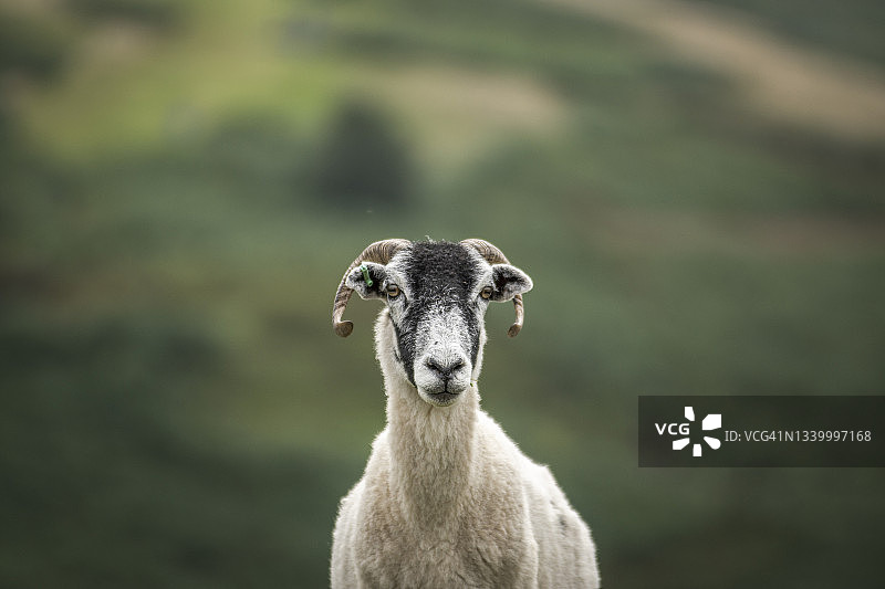 约克郡沼泽国家公园的绵羊图片素材