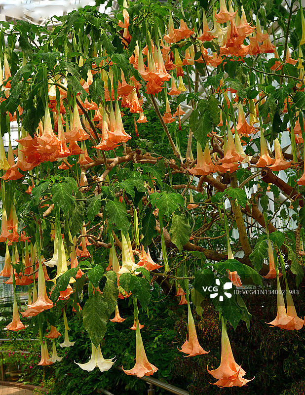 曼陀罗花图片素材