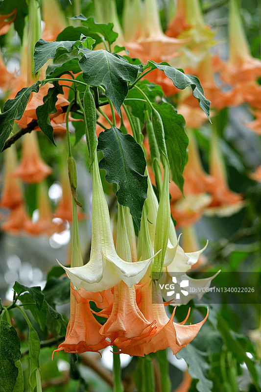 曼陀罗花图片素材