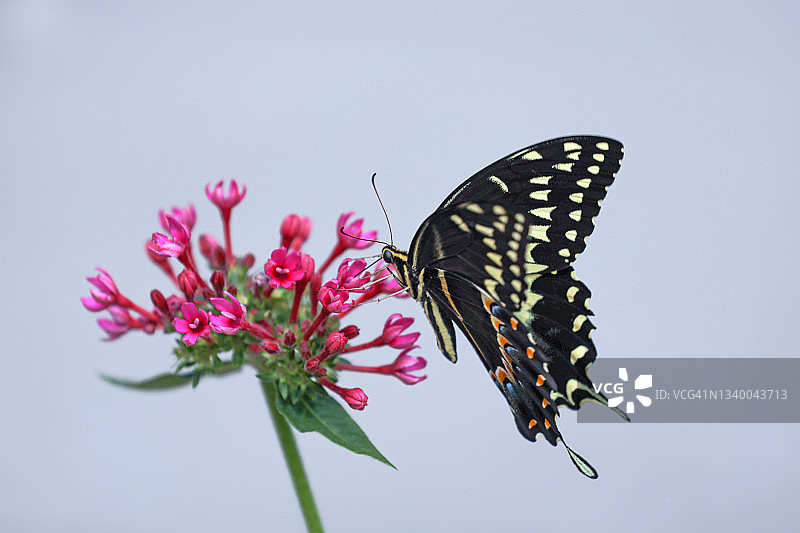 粉色星花上的黑凤蝶图片素材
