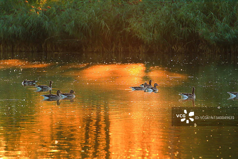 傍晚湖面上漂浮的野鹅图片素材