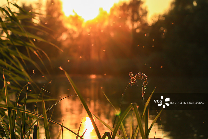日落黄金时段的沼泽植被图片素材