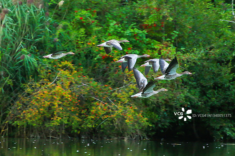 德国雷根斯堡：在多瑙河水流附近飞行的野鹅图片素材