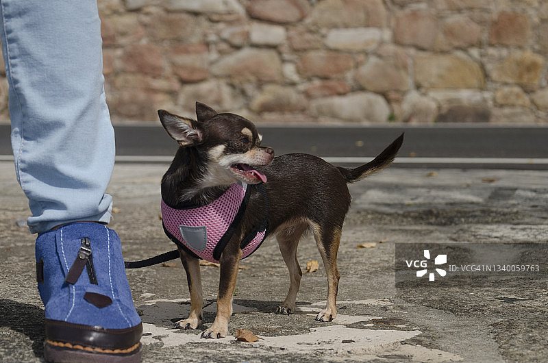 抱着吉娃娃的人下半身图片素材