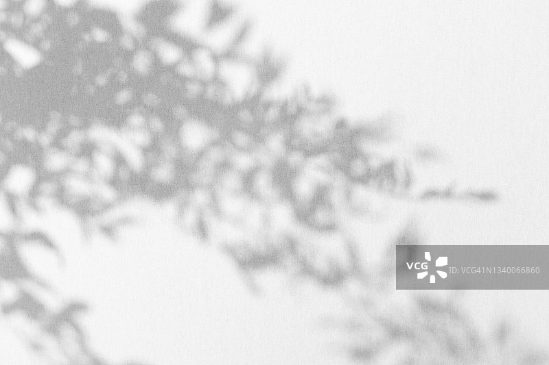 竹叶在白色背景上的终极灰色阴影，黑白阴影设计素材图片素材