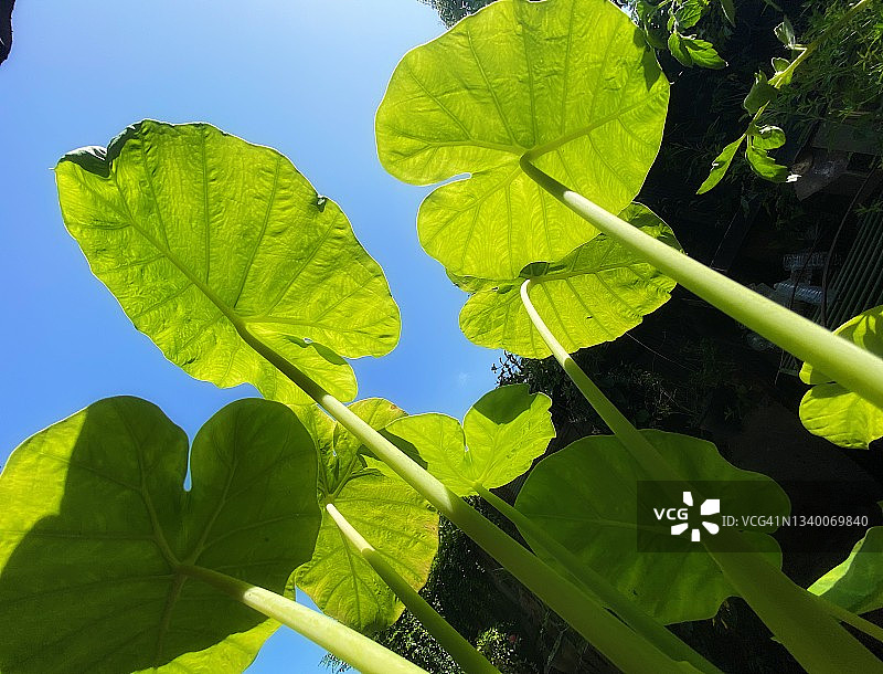 旧镀锌铁皮中的绿色大花叶芋图片素材