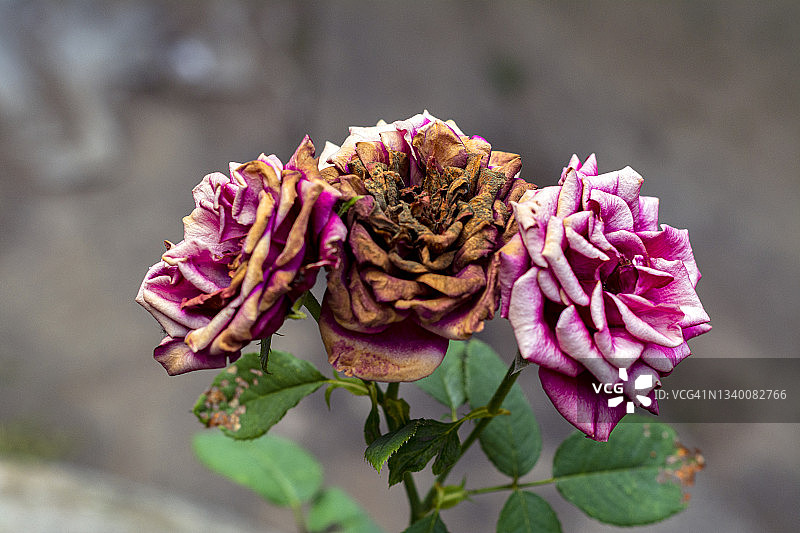 因夏季高温烧焦的玫瑰花图片素材