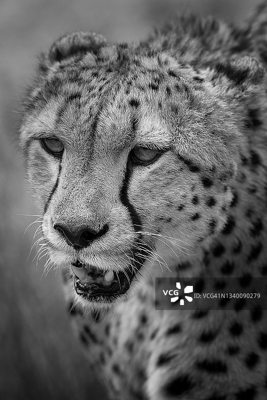 肯尼亚马赛马拉猎豹的精美竖版特写图片素材