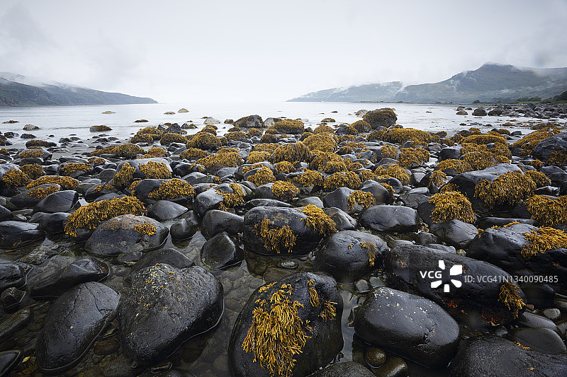 退潮时海岸线岩石上的墨角藻海藻图片素材