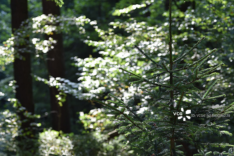 森林中的年轻云杉图片素材