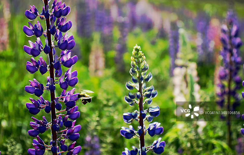 缅因州的羽扇豆花与木匠蜂图片素材