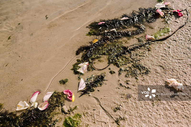 海滩上被冲上岸的玫瑰花瓣图片素材
