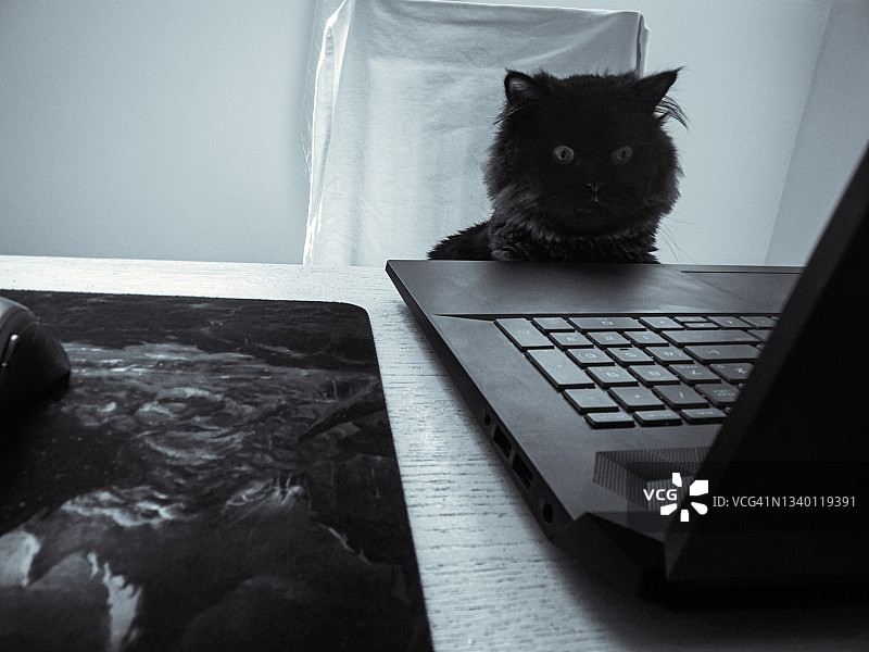猫咪盯着笔记本电脑图片素材